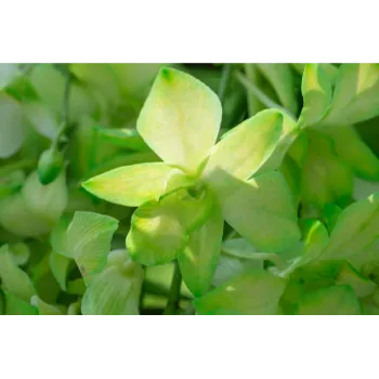 Natural Cut Flowers